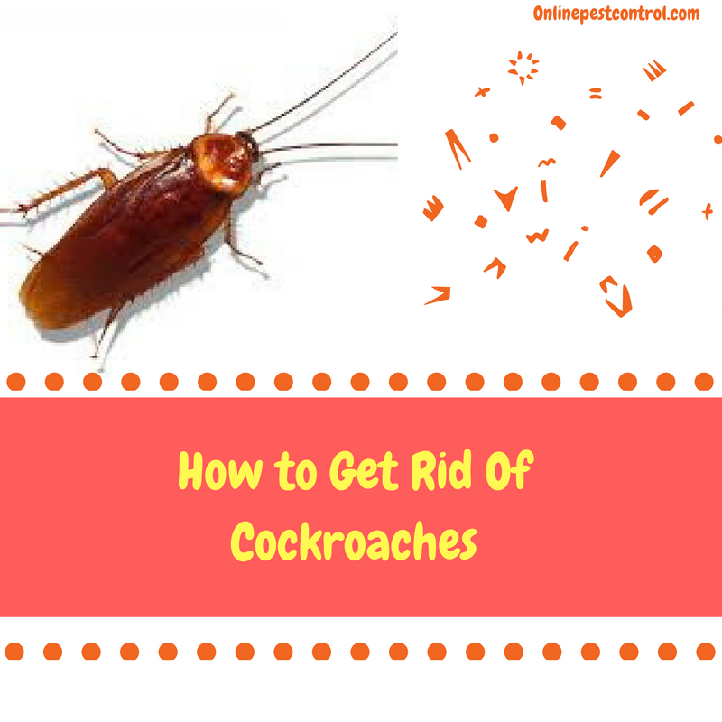 How to Get Rid of Cockroaches | Online Pest Control How To Get Rid Of Cockroaches In Rv