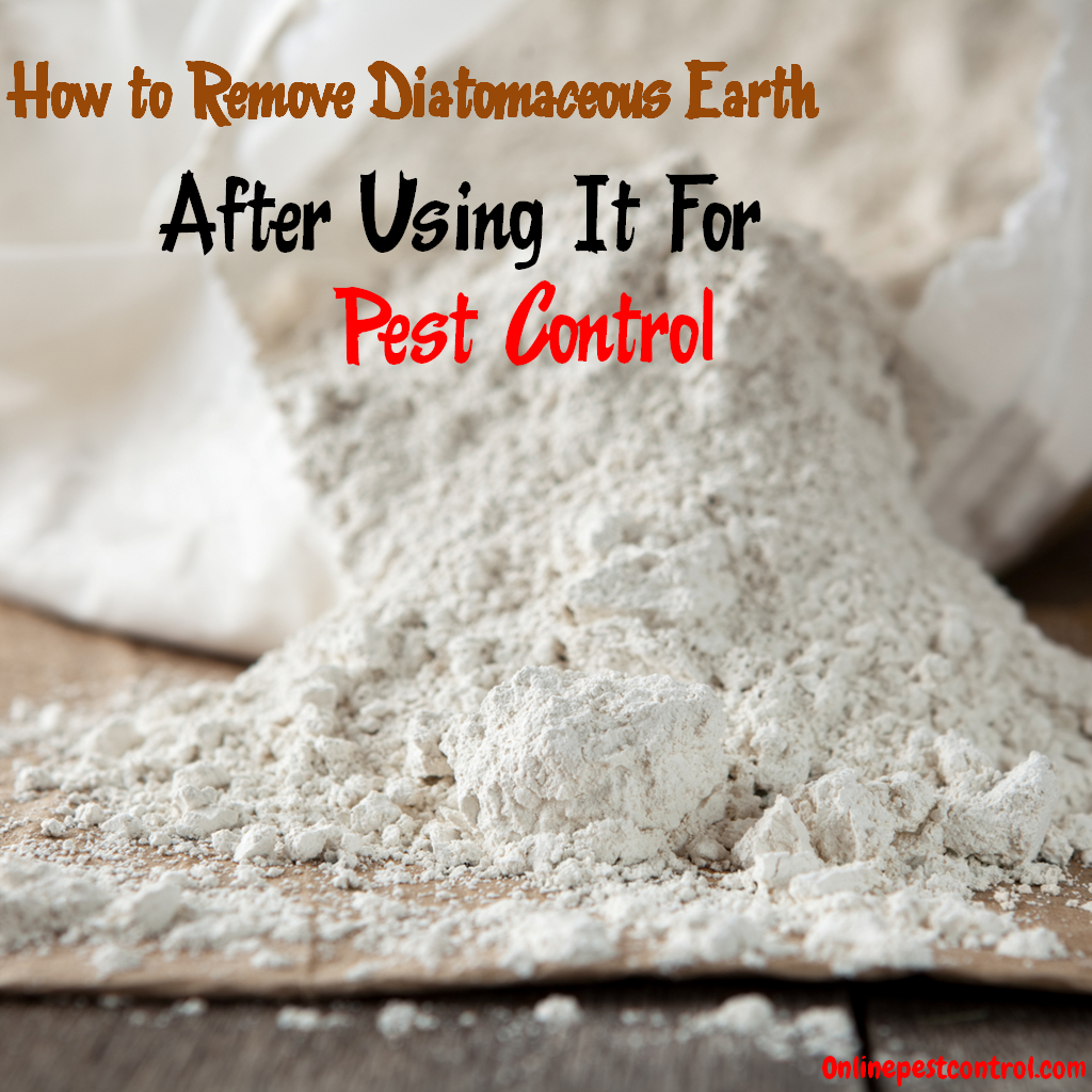 How To Get Rid Of Diatomaceous Earth Within The Home Online Pest Control