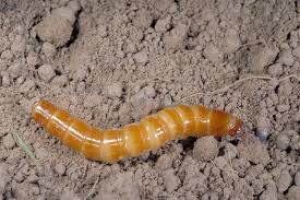 potato bugs wireworms wireworm bug potatoes waging against war control