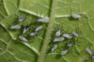 white-bodied-squash-bug-nymphs-on-leaf