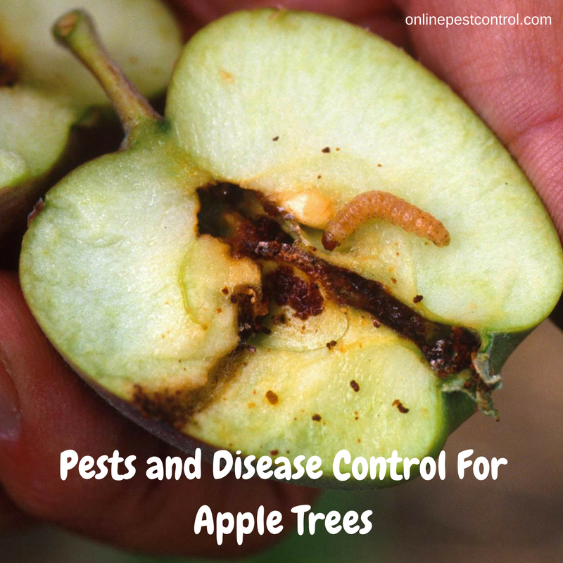 Borer control in fruit trees