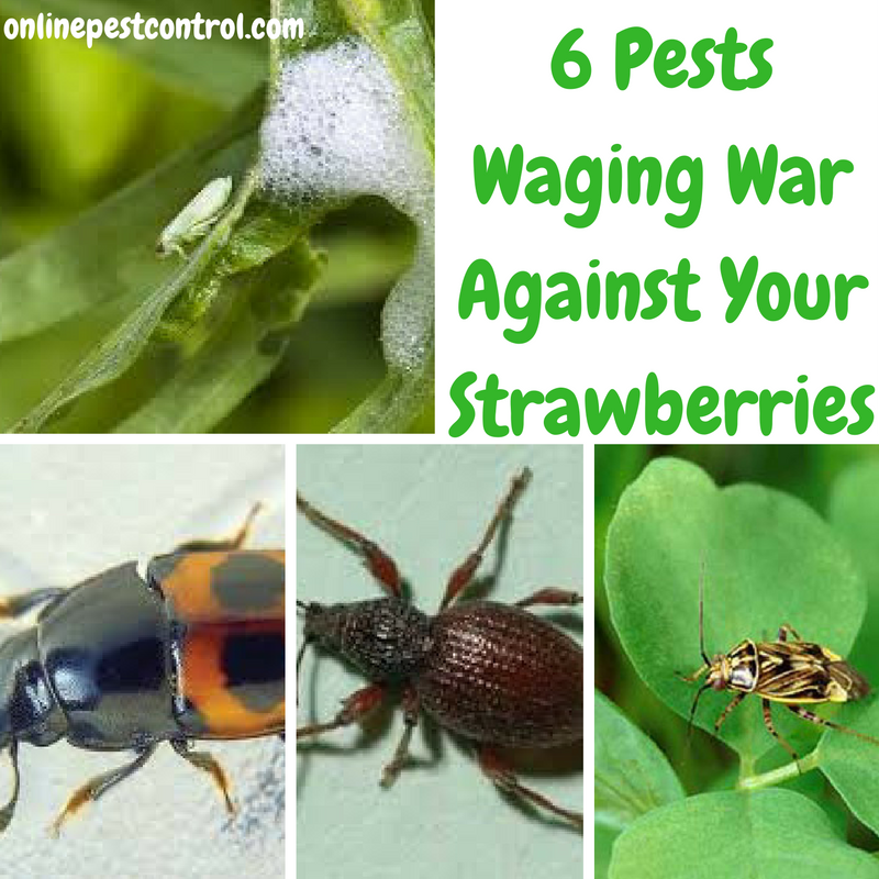 Strawberry Pests 6 Pests Waging War Against Your Strawberries