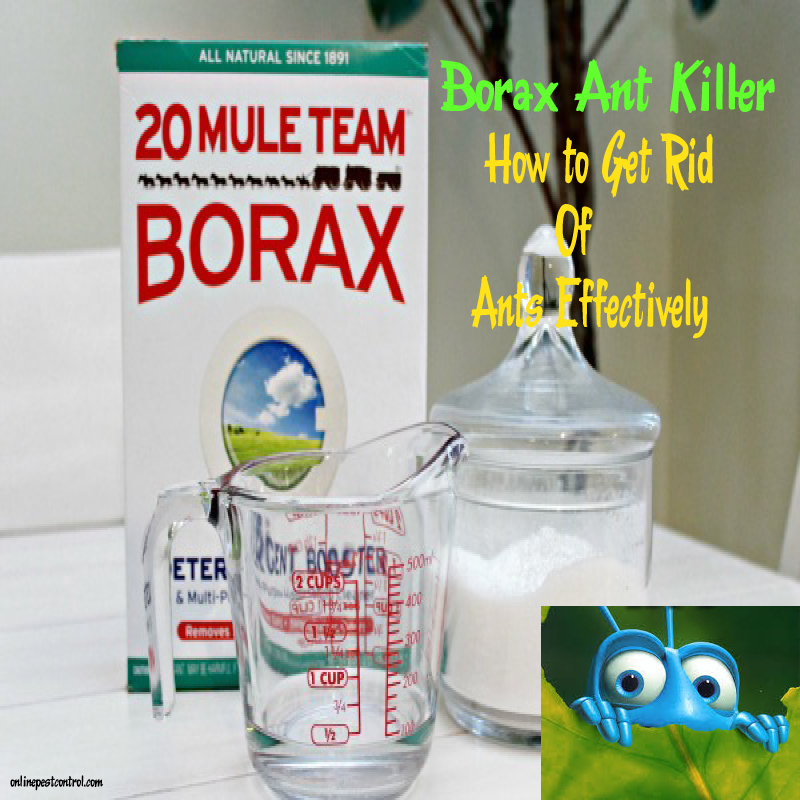 Borax Ant Killer: How to Get Rid of