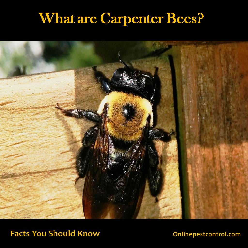 What Are Carpenter Bees Facts You Need To Know Online Pest Control