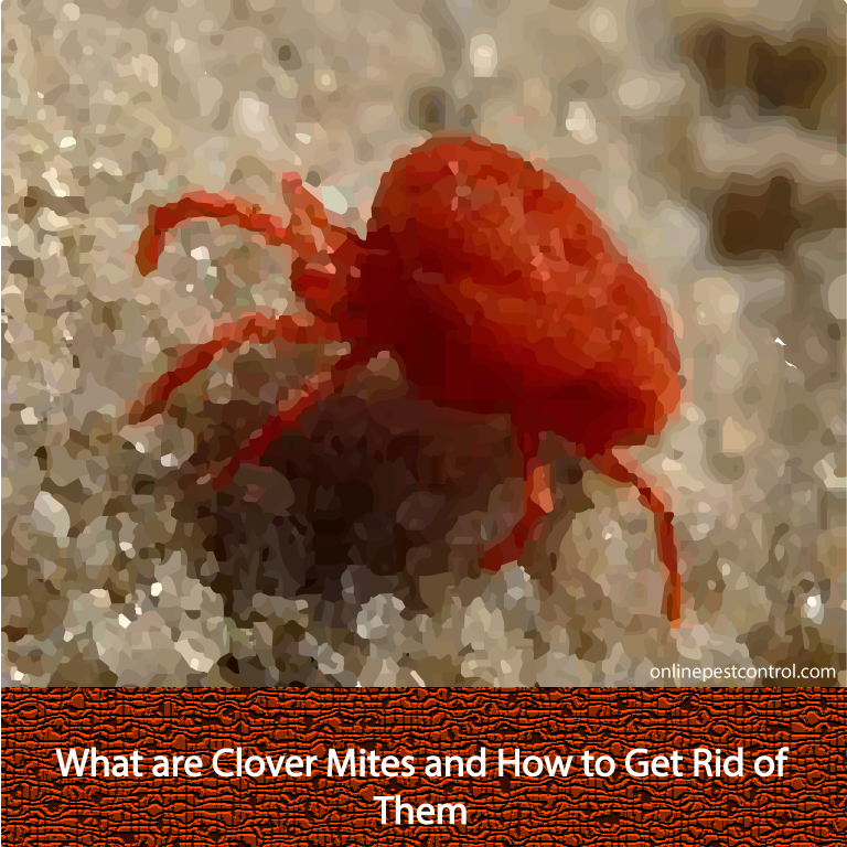 What are Clover Mites and How to Get Rid of Them Online