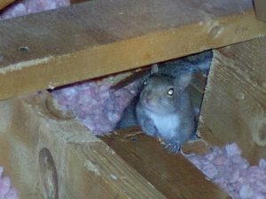 squirrel attic