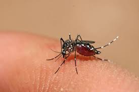 Mosquito after feeding