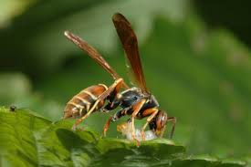 Wasps attack caterpillar 