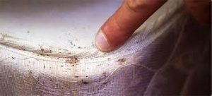signs of bedbugs