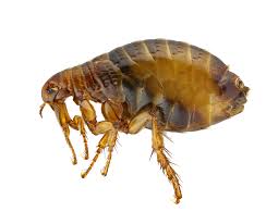 get rid of fleas