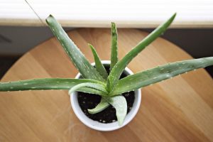 Aloe Vera Plant