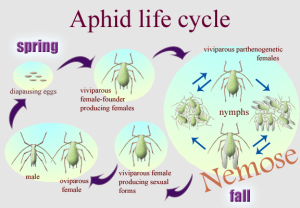 Aphid lifestyle