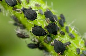 Black Aphids