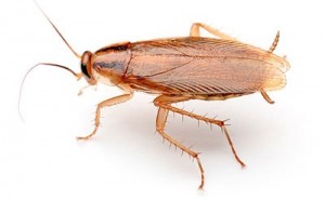 German cockroach courtesy of Encinopestcontrol