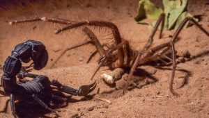 Camel-Spider-Vs-Scorpion