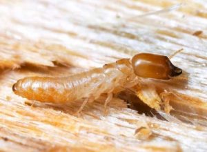 get rid of termites - Drywood Termite