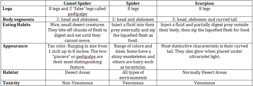 How Dangerous Is A Camel Spider Bite? - Online Pest Control