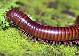 How to get rid of millipedes