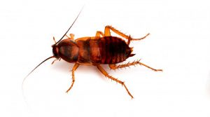 Brown banded cockroach. S: powerx