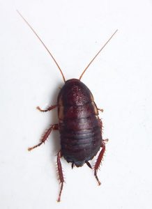 Florida Woods Cockroach. Source: bugguide.net