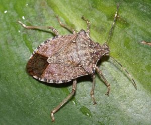 how to get rid of stink bugs