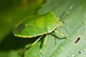 How to get rid of stink bugs