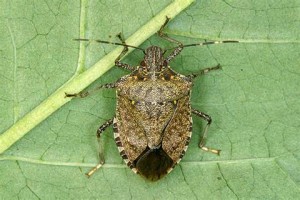 marmorated stink bugs