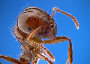 Fire Ant Closeup