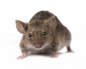 Rats are a common invasive pest.