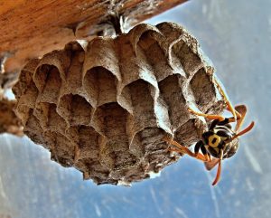 Wasp building a nest.