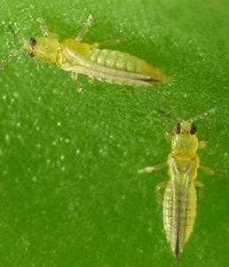 How to get rid of Thrips
