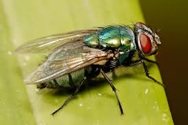 Adult blow fly