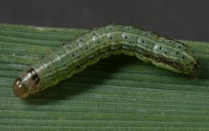 Fall Armyworm Larva