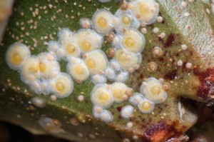 SCALE INSECTS 