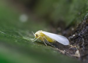 Whiteflies also spread plant diseases.