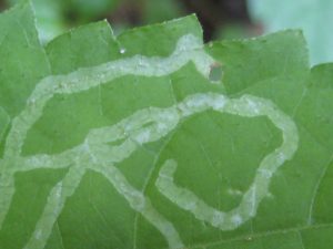 Leafminer emerging spot