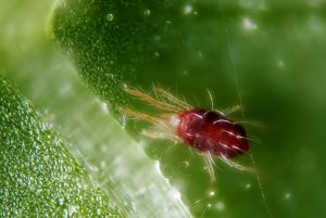 Female of the red form of the spider mite Tetranychus urticae. 