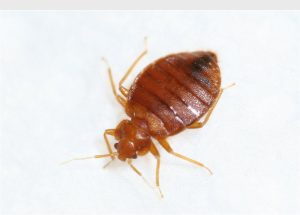 Bedbugs are highly contagious.