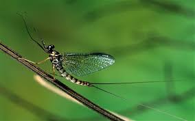 Adult mayfly.