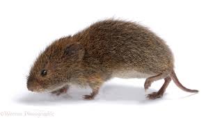 get rid voles