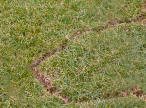 Animals That Digs Holes In Yard - What Animal Is Digging Holes In My Yard At Night?