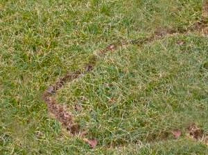 A vole runway