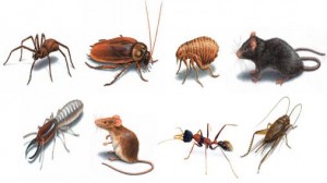 Common household pests