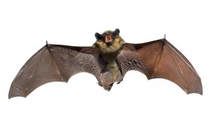 get rid of bats