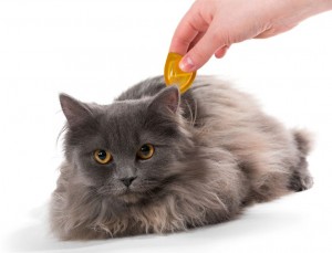 Treating cats for fleas 