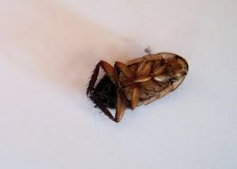 A decapitated cockroach