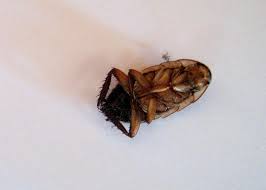 A decapitated cockroach