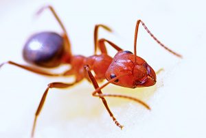 Ants carry a mean bite.