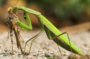 Praying mantis eating a grasshopper