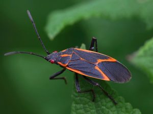 A boxelder bug up close and personal